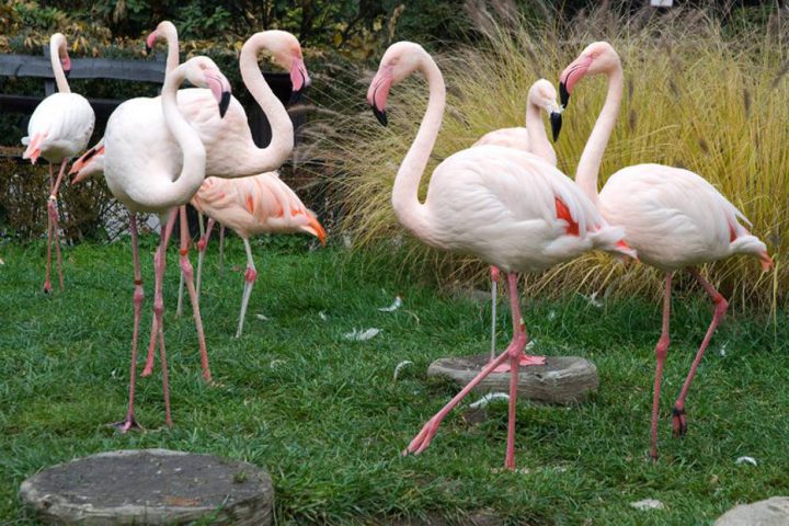 Więcej o: Wycieczka klas”0″,III do ZOO w Krakowie!